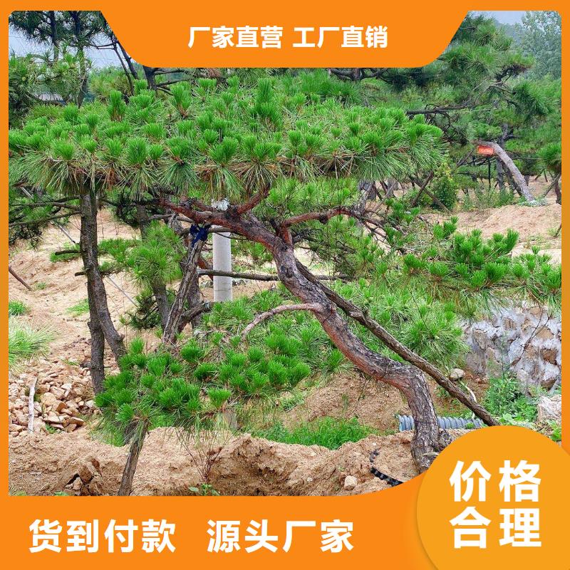 造型松 造型油松一手货源源头厂家