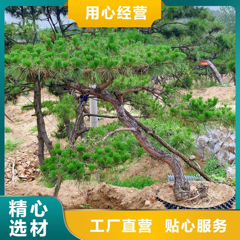 【造型松】迎客松型号全价格低