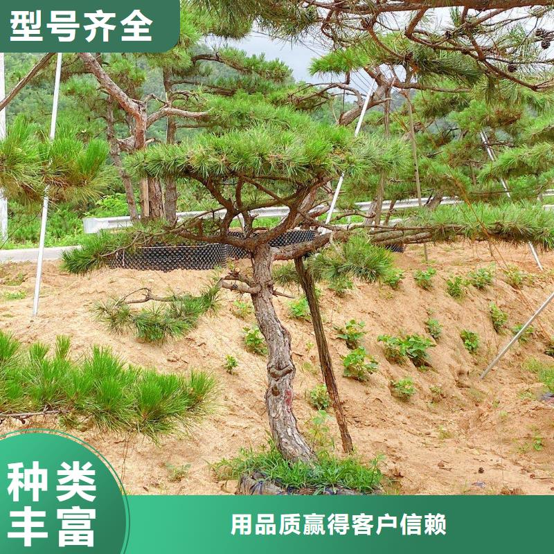 【造型松】-平顶松一手价格