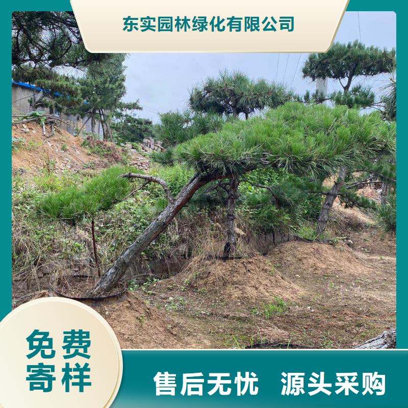 造型松造型池松免费回电