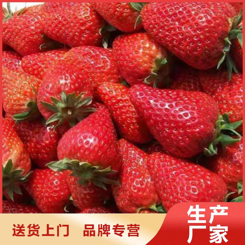 【草莓苗核桃苗N年大品牌】