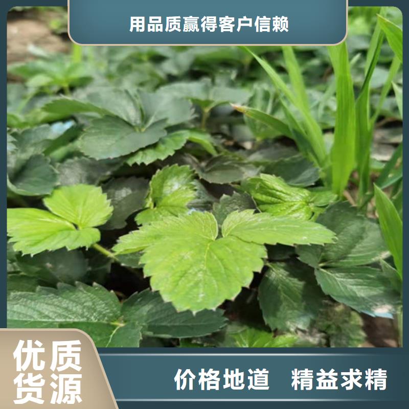 【草莓苗大棚草莓苗懂您所需】