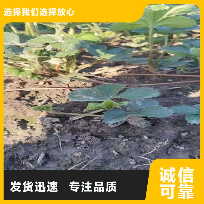 草莓苗花椒苗联系厂家