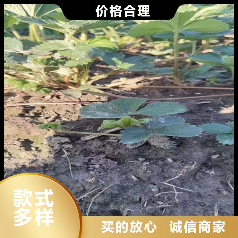 草莓苗桃树苗多年实力厂家