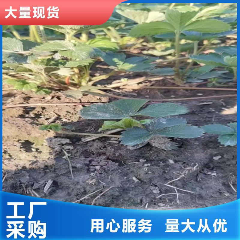 草莓苗桃树苗多年实力厂家