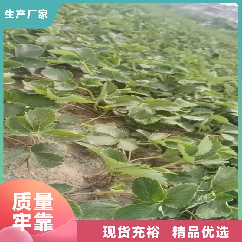 【草莓苗花椒苗一站式厂家】