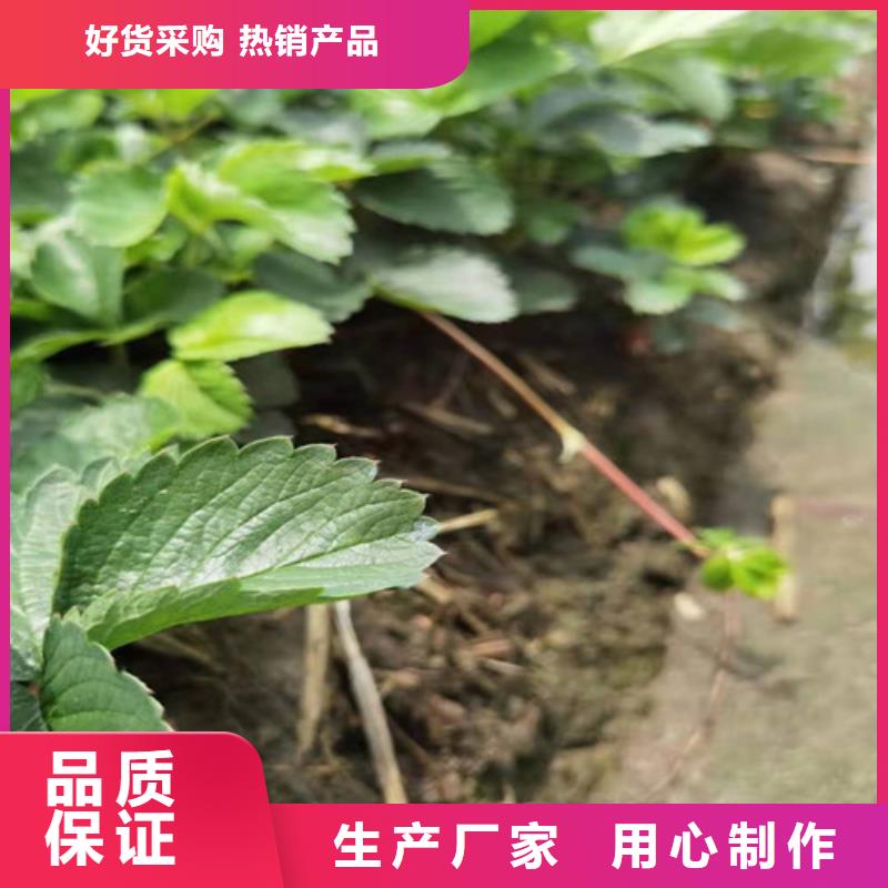 草莓苗苹果苗品质商家