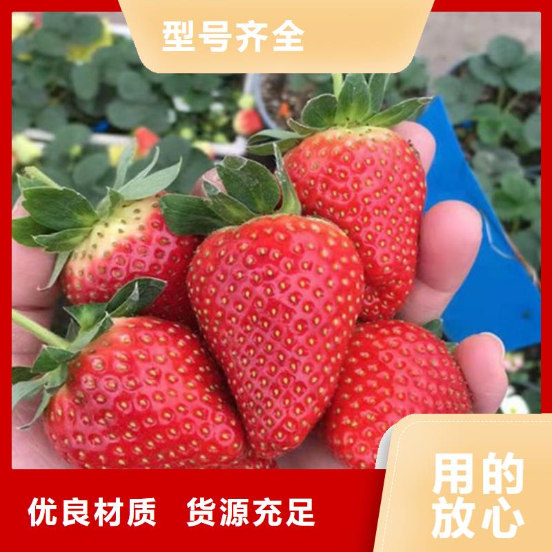 草莓苗大棚草莓苗品质信得过