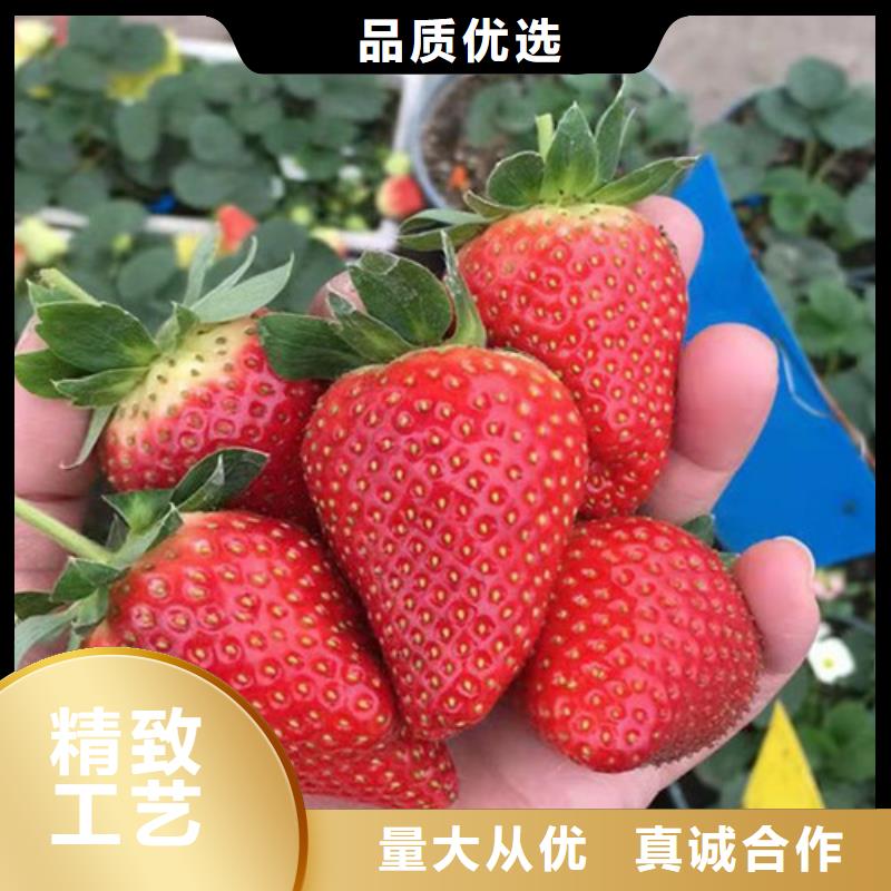 草莓苗【樱桃树苗】厂家现货批发