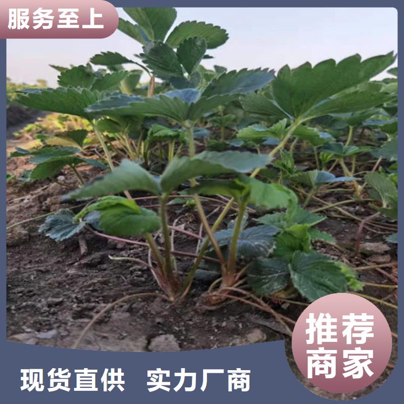 草莓苗葡萄苗大量现货