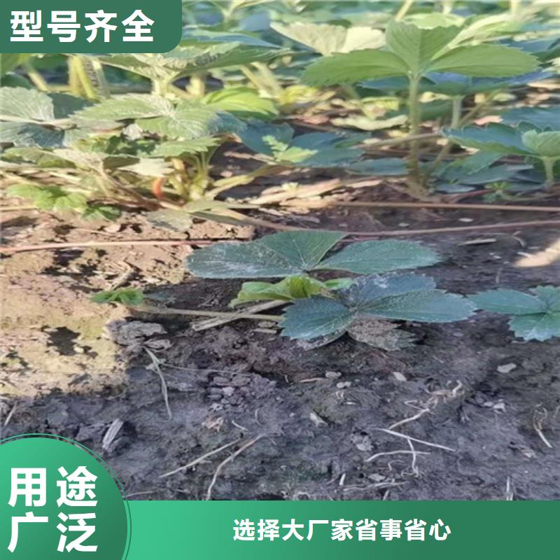 草莓苗木瓜海棠苗国标检测放心购买