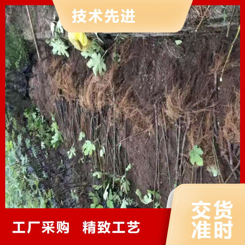 【无花果-蓝莓苗好品质选我们】