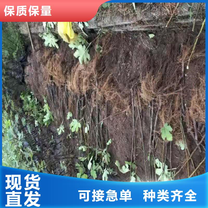 无花果_草莓苗厂家直销