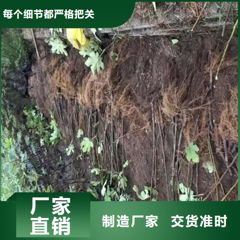 无花果_草莓苗厂家直销