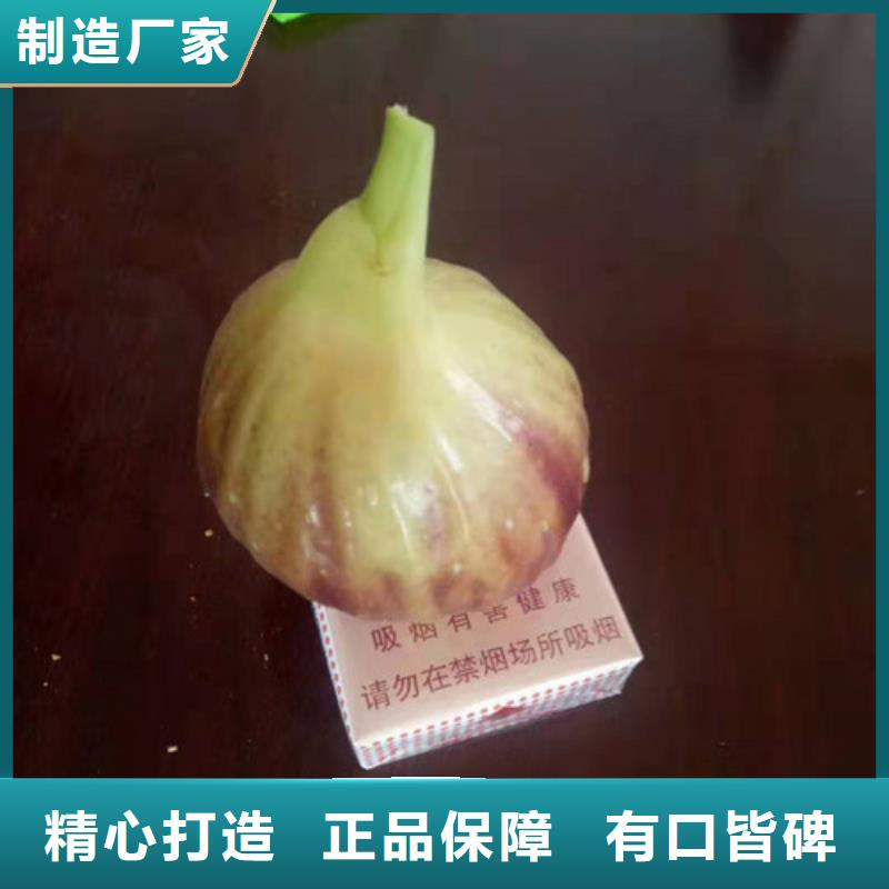 无花果_草莓苗厂家直销