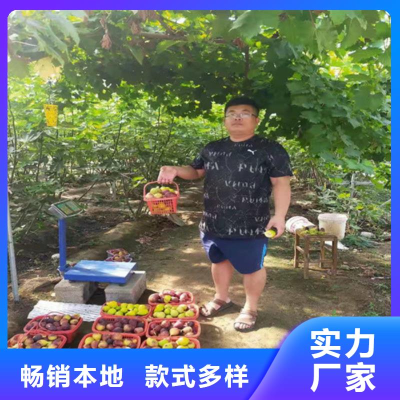 无花果冬枣苗经验丰富质量放心