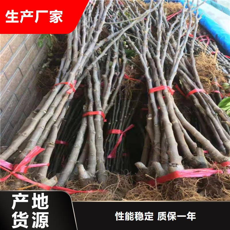 无花果_草莓苗厂家直销