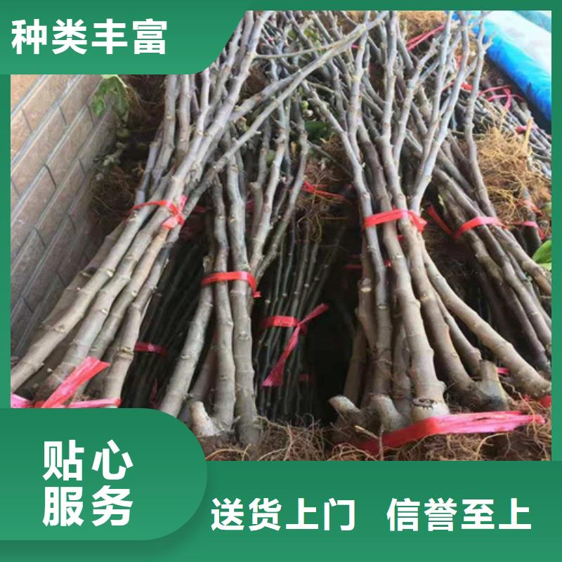 无花果桃树苗定制批发