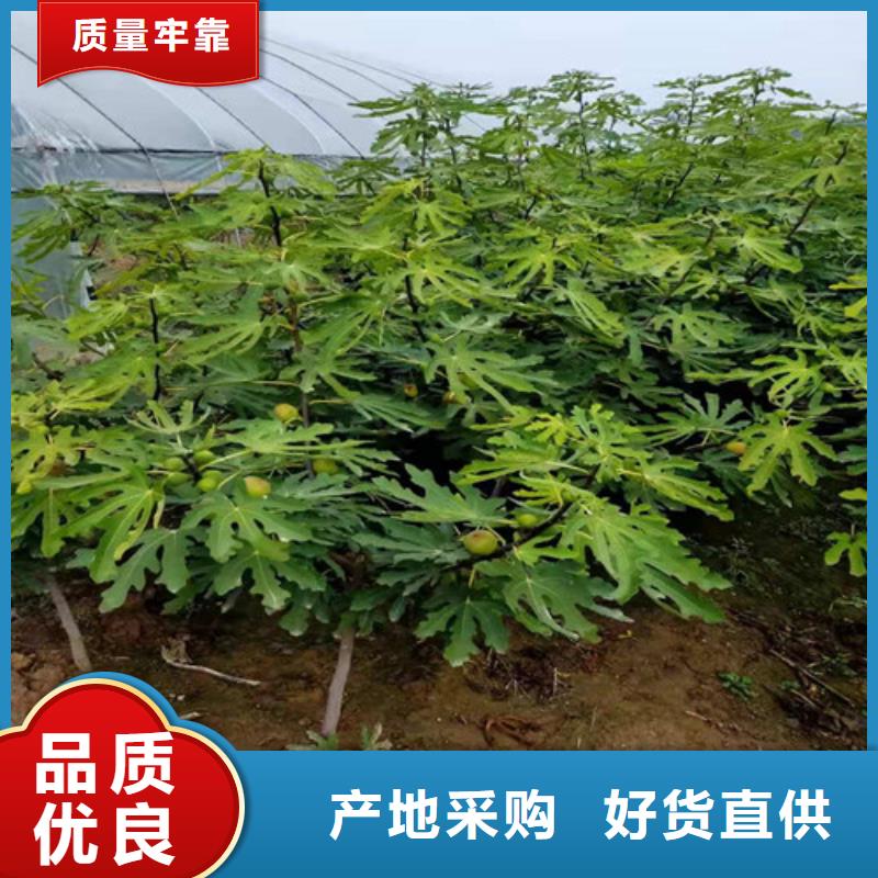 无花果樱桃树苗技术先进