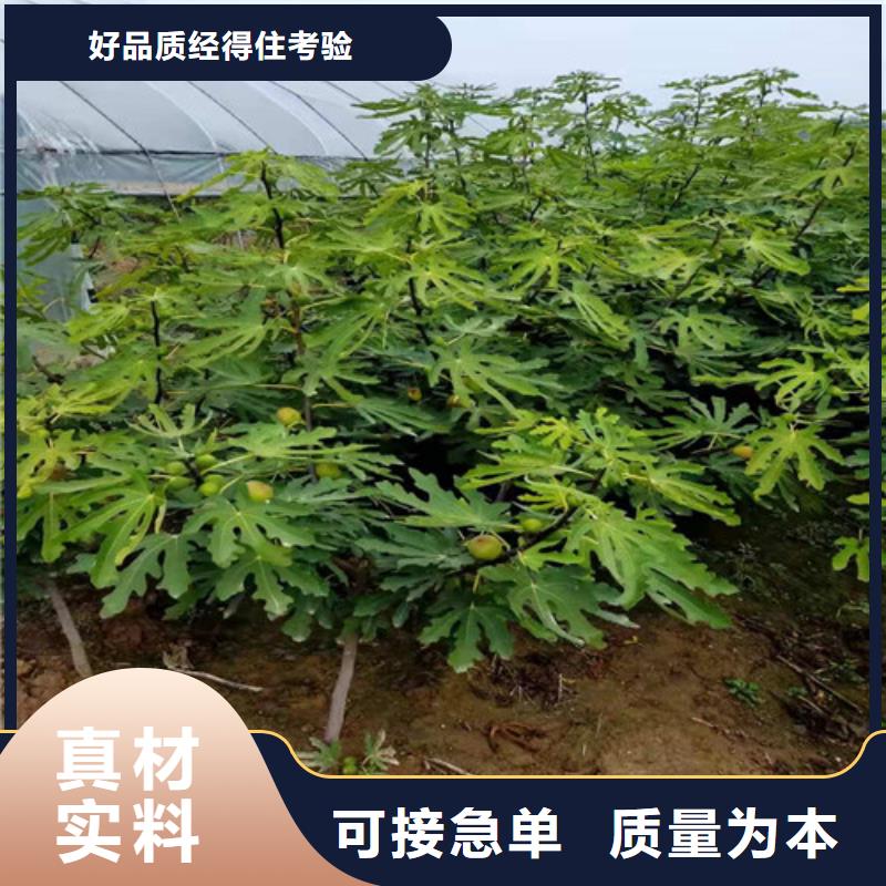 无花果大棚草莓苗标准工艺