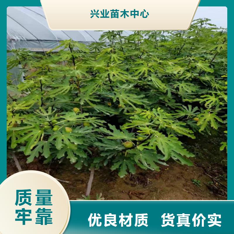 无花果樱桃树苗技术先进