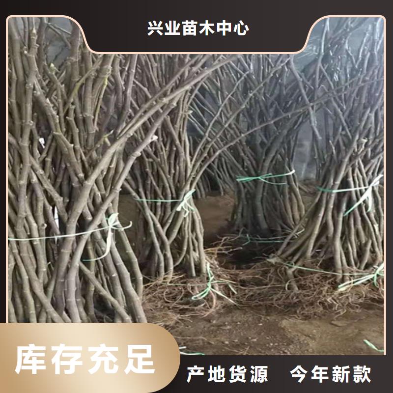 无花果_大雪枣苗好产品不怕比