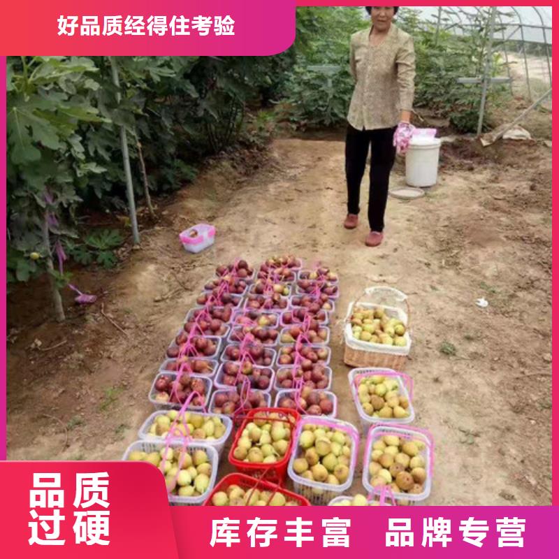 无花果大金星山楂苗支持批发零售