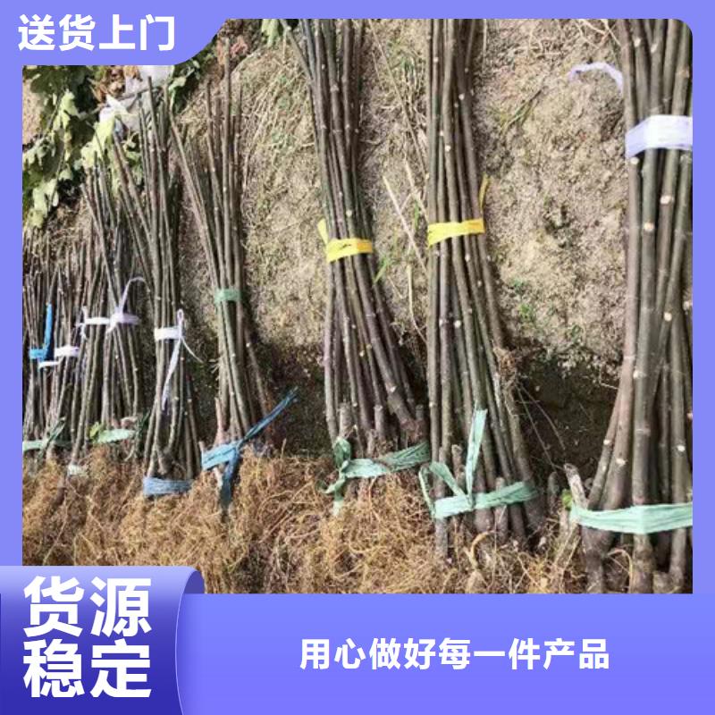 无花果大金星山楂苗支持批发零售