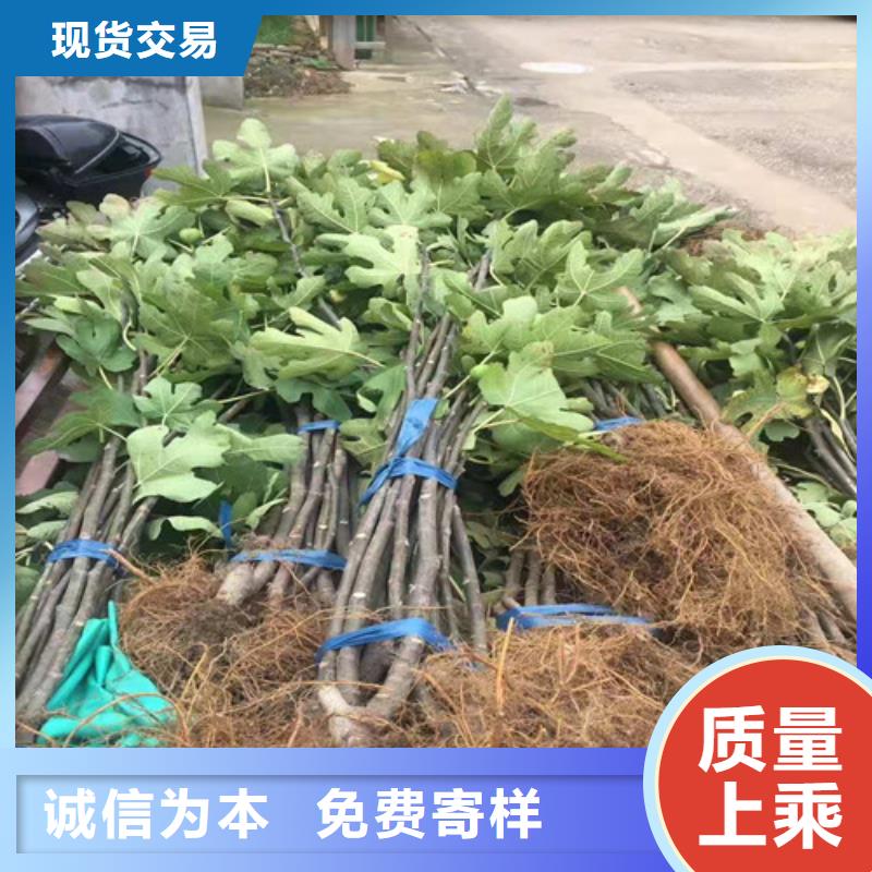 无花果桃树苗品质有保障