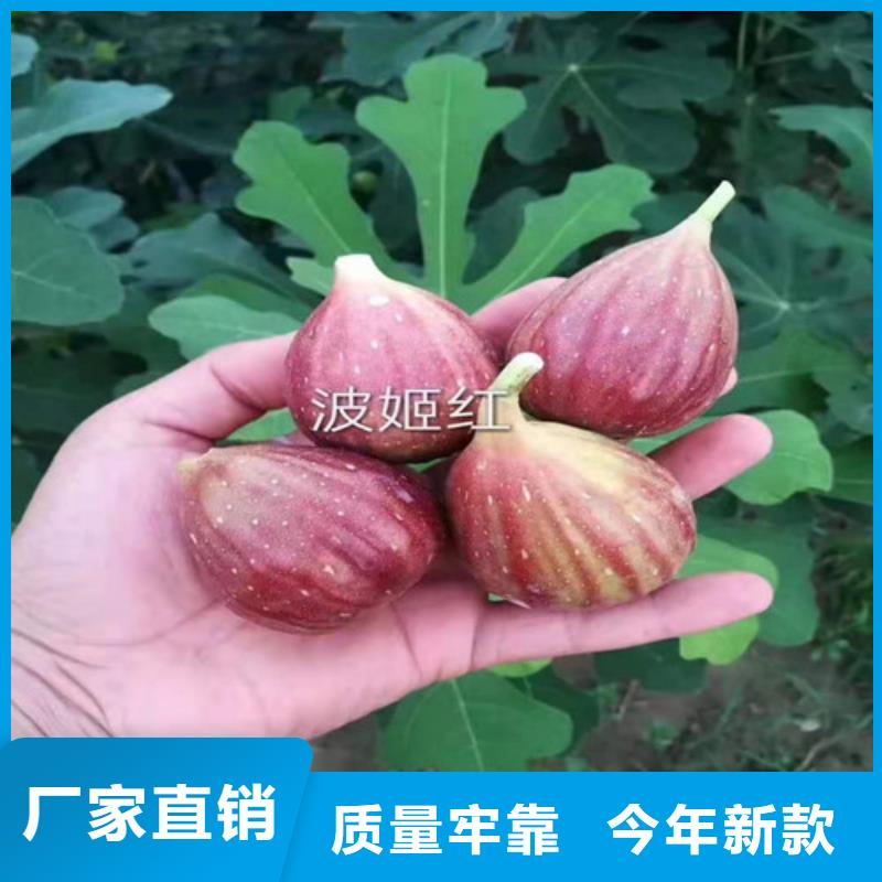 无花果蓝莓苗0中间商差价