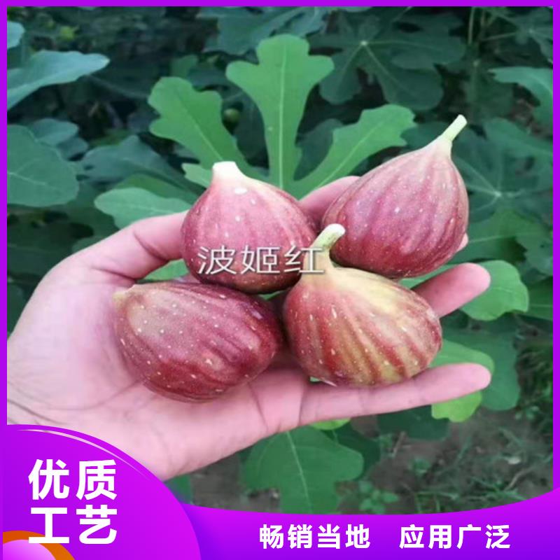 无花果大金星山楂苗品质不将就