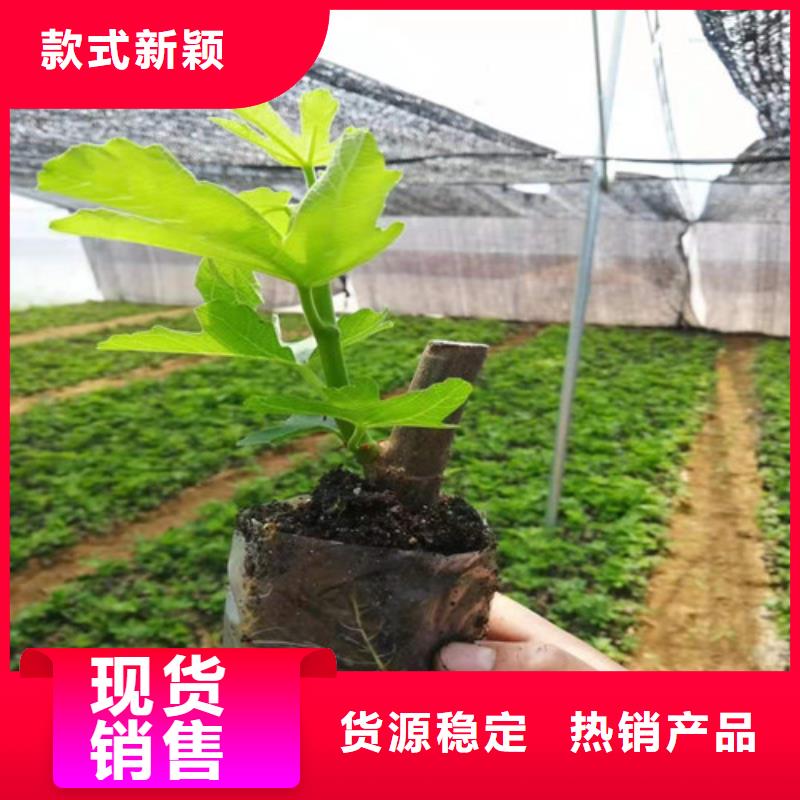 无花果花椒苗现货齐全售后无忧