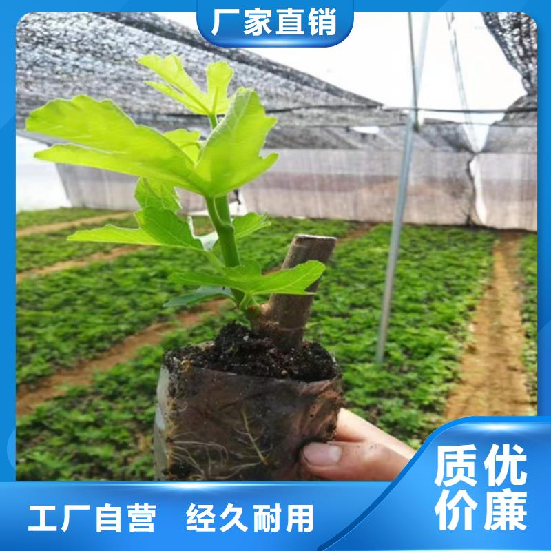 水蜜桃苗-视频-阜阳市水蜜桃苗-【此地】可服务区域临泉|界首|巢湖|合肥|滁州|铜陵|宿州|蚌埠