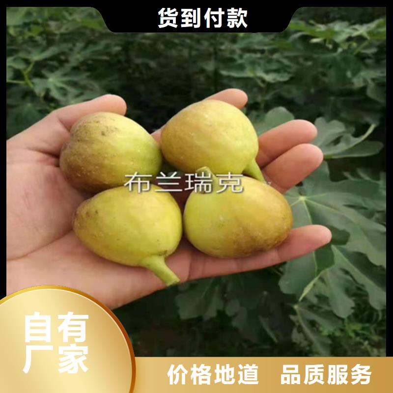 无花果山楂苗保障产品质量