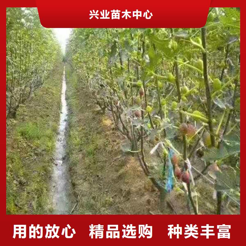 无花果_大雪枣苗好产品不怕比