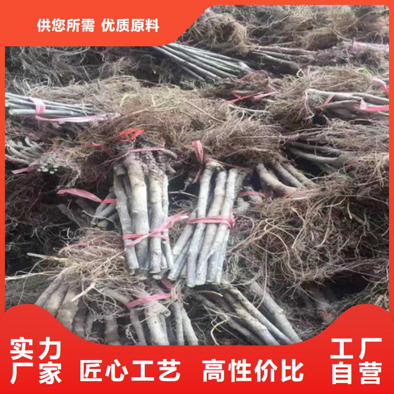 无花果山楂苗经验丰富质量放心