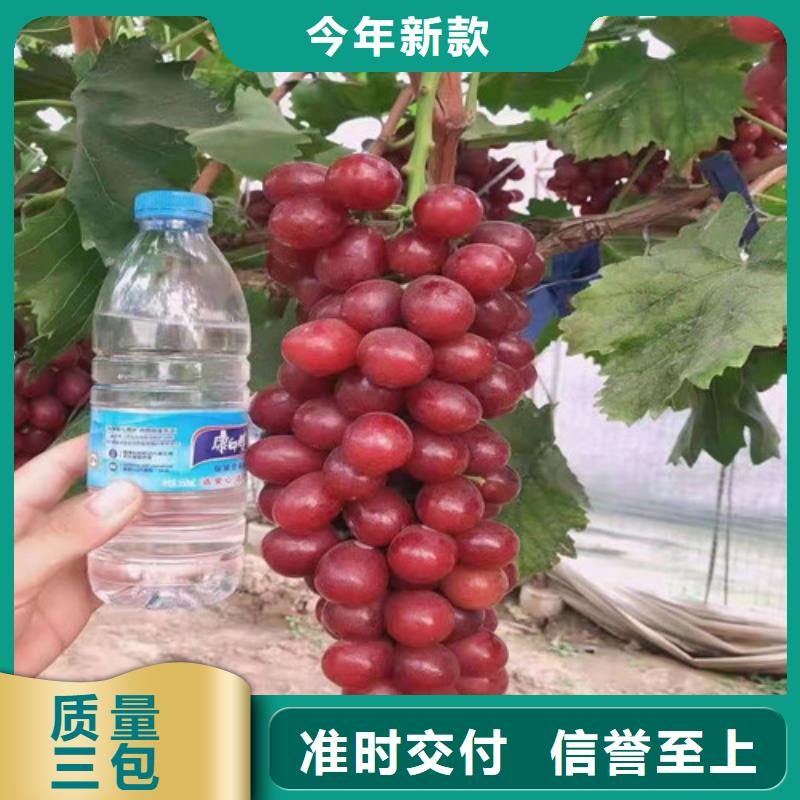 葡萄香椿树苗好产品有口碑