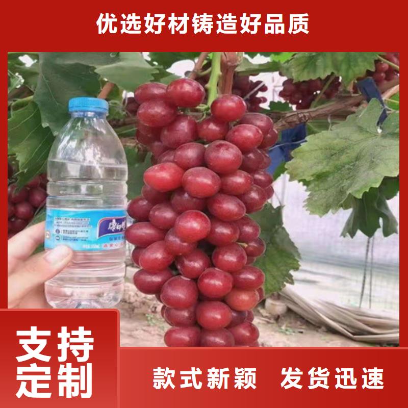葡萄西瓜苗信誉至上