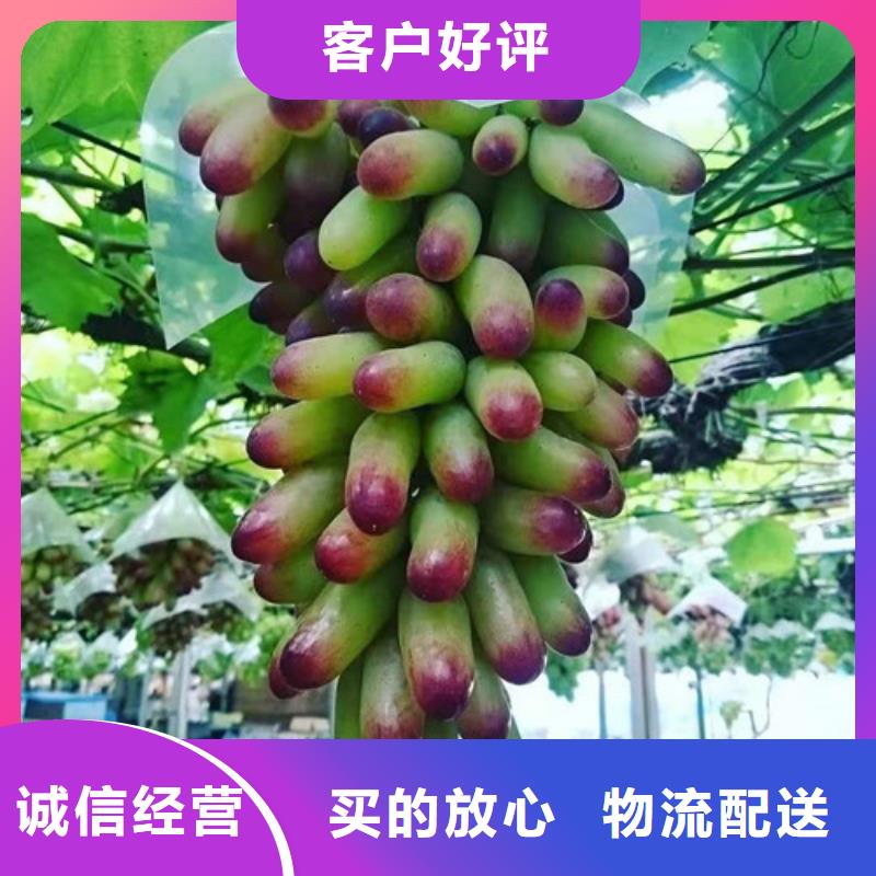 葡萄【无花果苗】专注质量