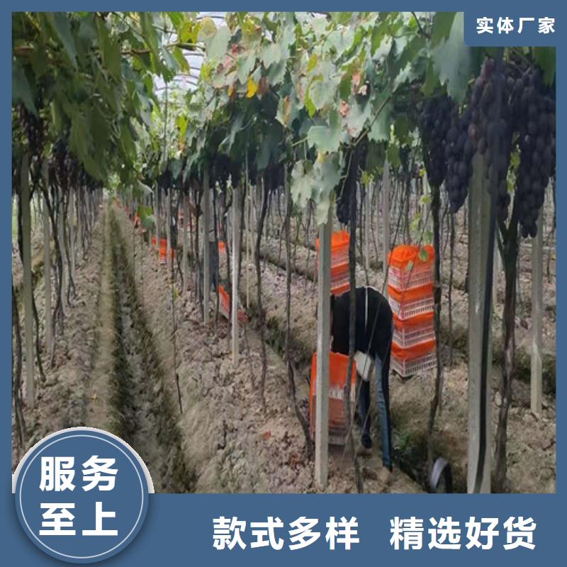 葡萄烟福8苹果苗价格实在