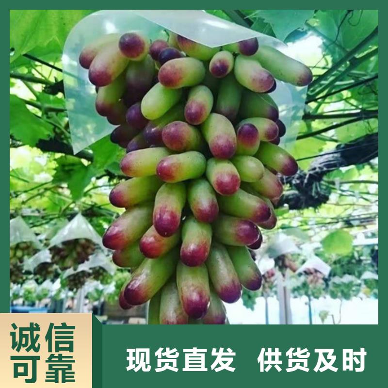 葡萄 苹果苗精品优选