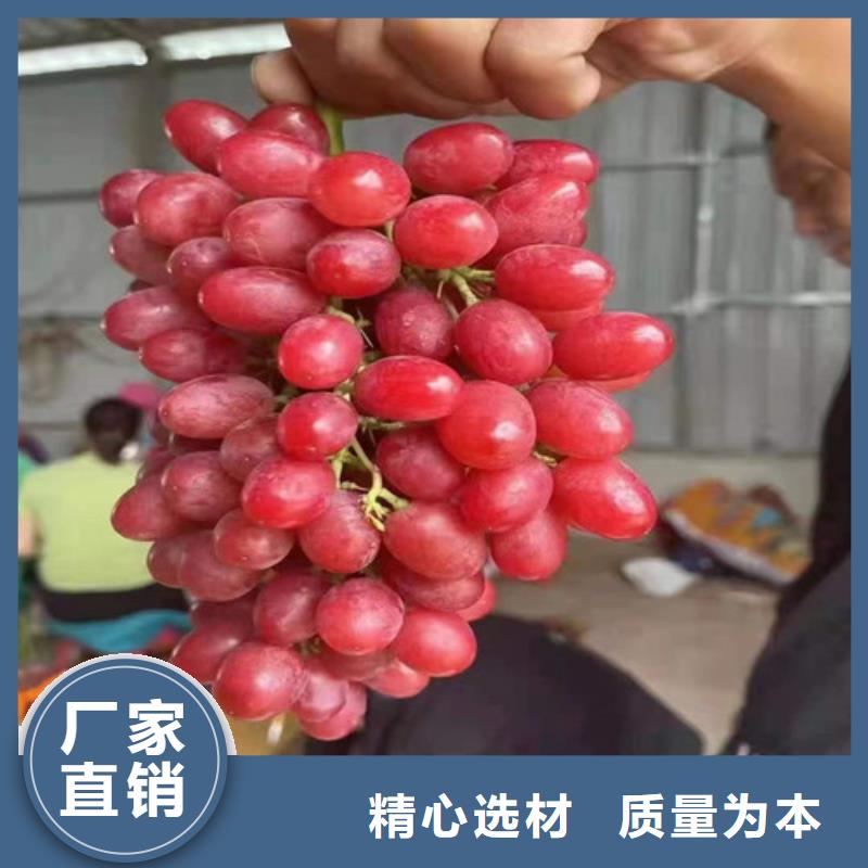 葡萄桃树苗安心购