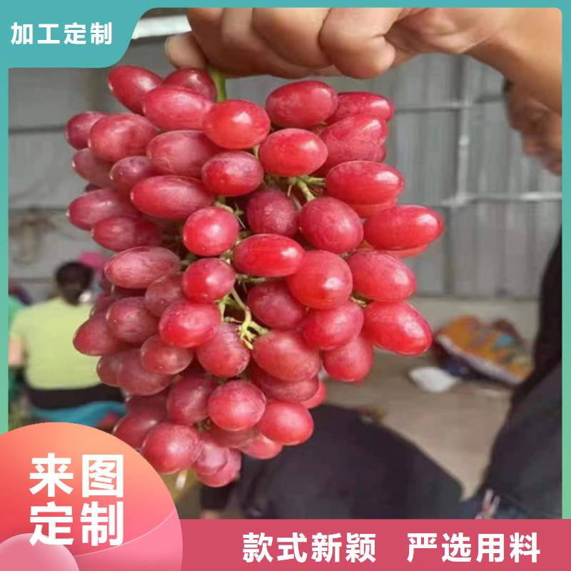 葡萄【大棚草莓苗】发货迅速