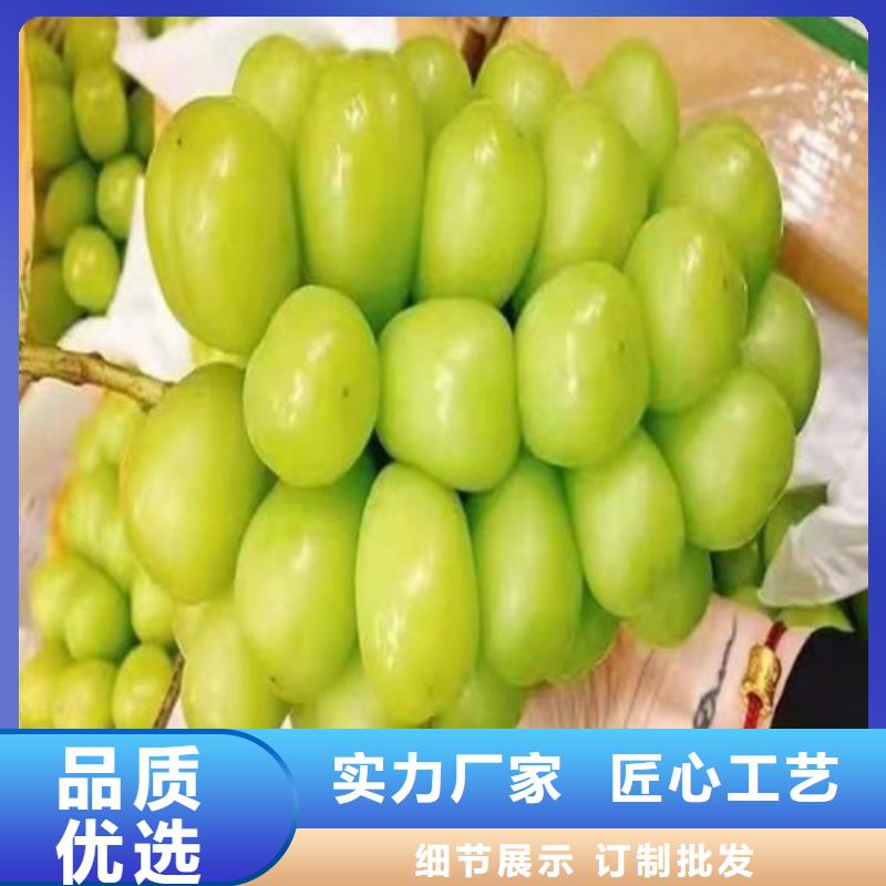 葡萄樱桃树苗行业优选