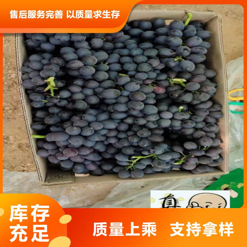 葡萄葡萄苗物流配货上门