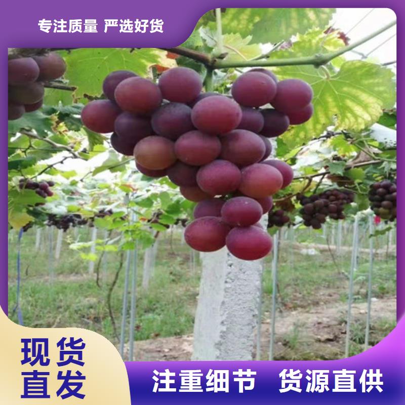 葡萄,花椒苗质量可靠