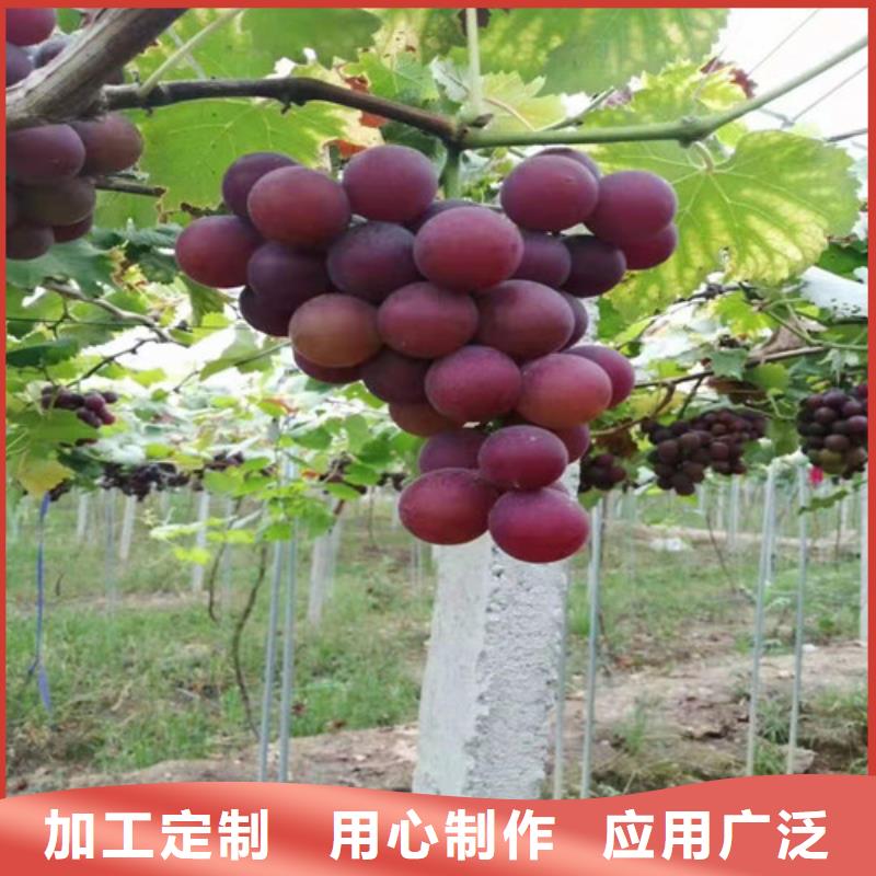 葡萄香椿树苗好产品有口碑