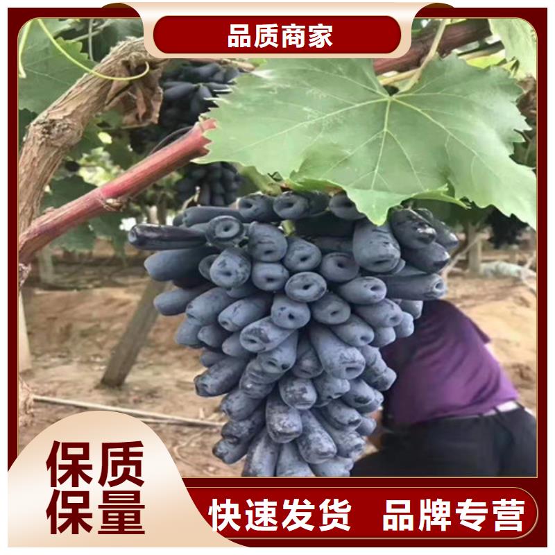 水蜜桃苗视频-安徽省马鞍山市|含山|博望|淮北|蚌埠|阜阳|安庆|滁州|黄山|宿州水蜜桃苗-兴业