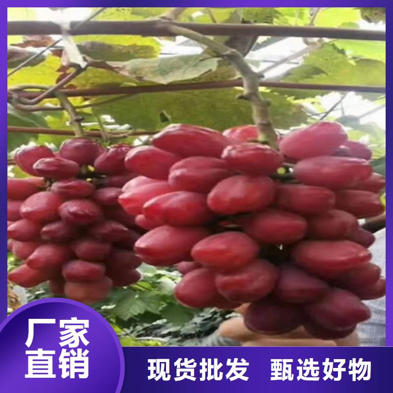 葡萄【大棚草莓苗】发货迅速