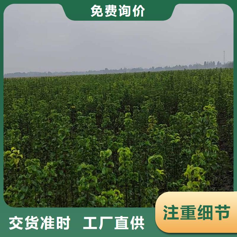 梨_杜梨苗好产品放心购